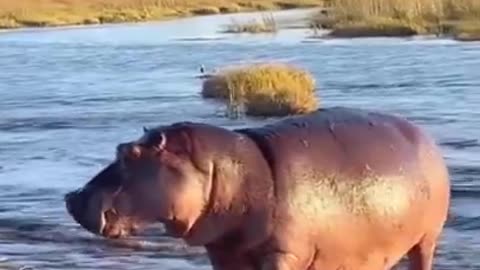 Hippo Attacks 3 Lions