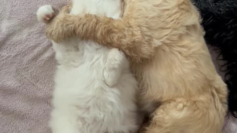 Doodle Puppy Sleepily Cuddling Kitten