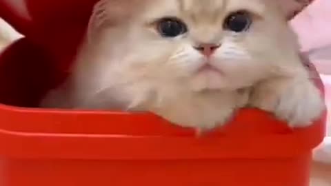 funny cats funny dogs animals videos #111