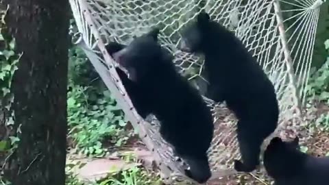 bears try getting on a hammock but fail😂