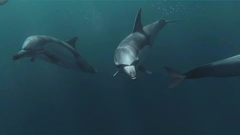 Group of dolphins swimming under cold water