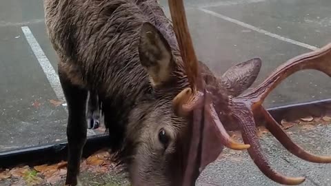 Elk Grabs a Bite at Youbou Bar and Grill