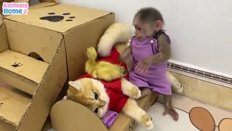 Bibi monkey takes duckling to visit ody cat....