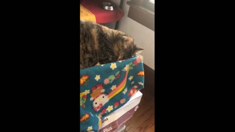 Cat pretends to sleep to avoid taking her medicine