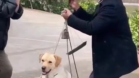 Measuring Dog Weight