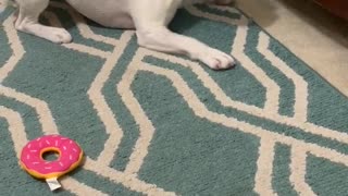 Doggo Doesn't Like Snakes