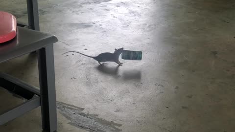 Rat Carrying Off a Coffee Can