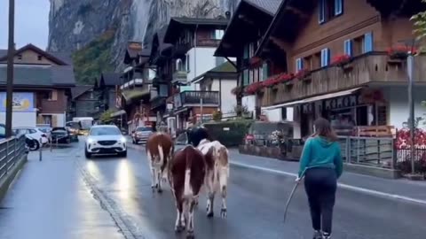 Morning in Lauterbrunnen : #shorts #switzerlandwonderland #switzerlandpictures