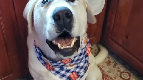 Dog demands bacon and eggs for breakfast