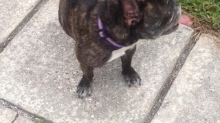 French bulldog playing ball