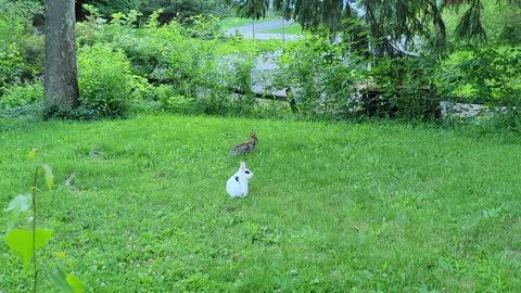 in here Pet rabbit meets wild rabbit for the first time