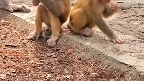 Viral!!! Cute Sibling Baby Monkeys!!!! 😍😍😍