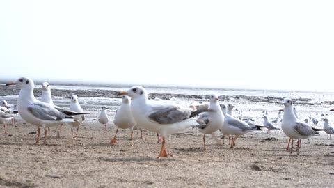 bird gathering