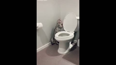 Cat Flushing the Toilet