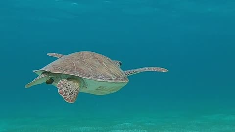 Turtle Teaches Tourists About Nature