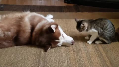 Cat bullies Husky funny cat video