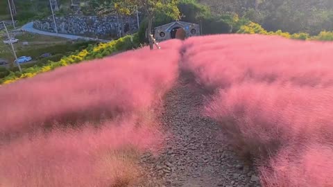 The wind is cool and I want to encounter you with a pink romance in autumn