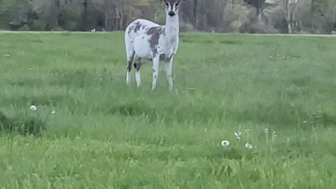 Piebald Deer Peacefully Grazes by Roadside