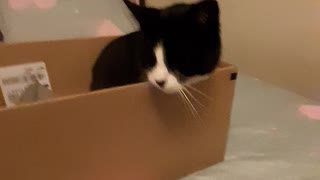 Sweet little mittens the cat in her box