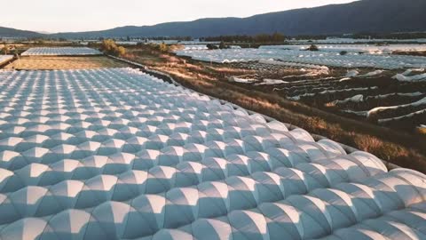 Agriculture field from above