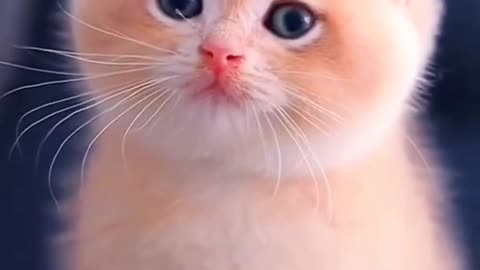 Cut baby cat what's app funny status video 🐅🐅🐅😆😆🥰🤗