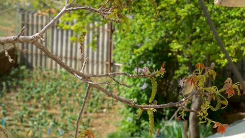 Hear and watch a wonderful video of a group of birds gathering branches for a nest