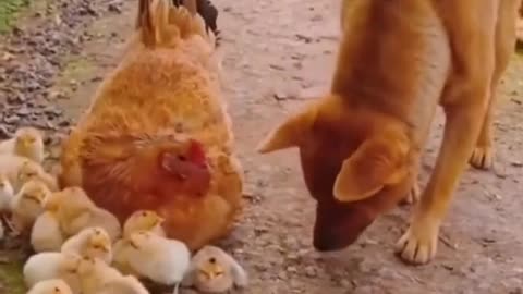 Funny Dog and hen chicken with chicken kids playing