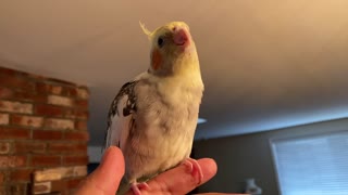 Cockatiel eating rice