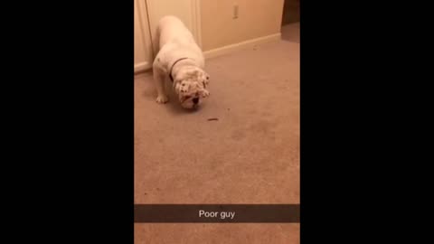 Three legged Bulldog afraid of bug