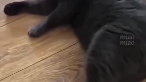 Cat slapping