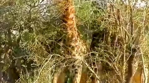 Giraffe knocks down the opponent #animalsoftiktok #wildanimals #fyp #animals #giraffe