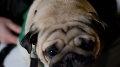 pug dog eating pizza piece from owner hands