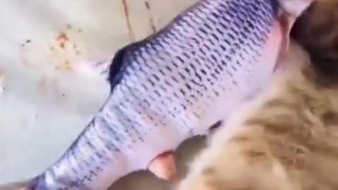 Cat's senses flew after seeing the fish