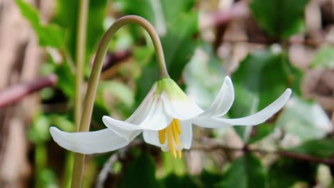 White Fawn Lily