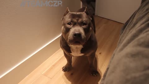 American Bully talking dog is so cute and smart!