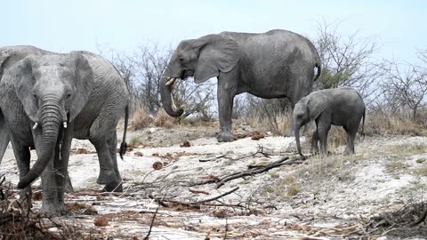 Madikwe Oct 2023 - David & Drew