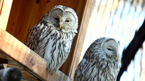 two white owls staring