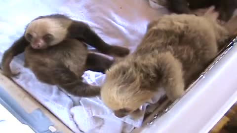 The Funniest Baby Sloth Video Ever!!!