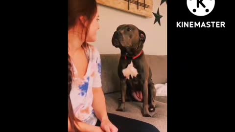 Dogs funny video