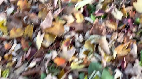 ASMR Autumn Leaves