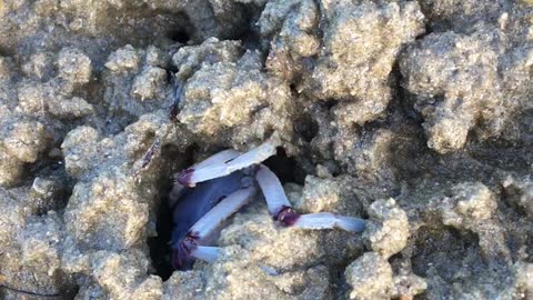 Blue Soldier Crab Scurries Along Beach