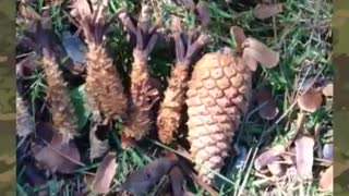 Squirrels and Pine Cones