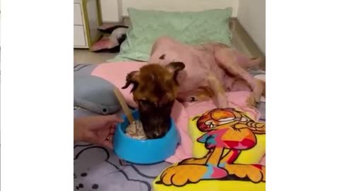 Perrito rescatado de las calles lucha por su vida tras sobrevivir a una gran intervención