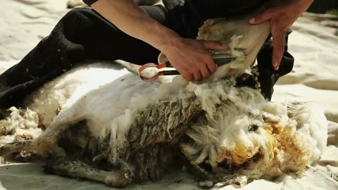 A man is cutting a sheep. Extracts fleece. For the spinning wheel