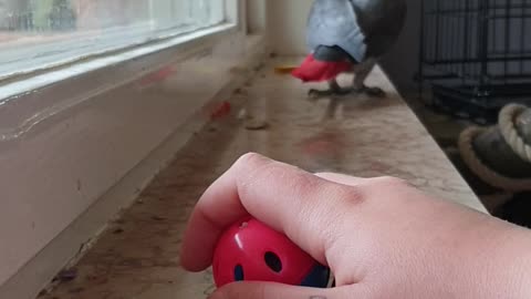 My african grey parrot loves his cat toy