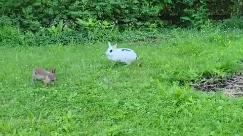 Pet rabbit meets wild rabbit for the first time