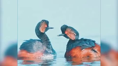 Funny joyful ducks swimming