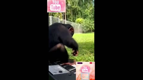 Monkey funny scene: viral funny video on social media