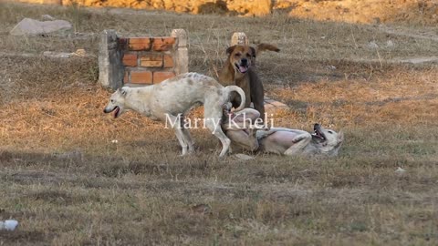 Dogs fight over funny thing