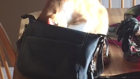 Crazy Cat Steals Money Out Of Woman's Purse